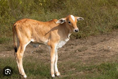 Animal Photo